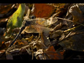 click this thumbnail to see full size