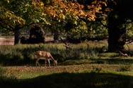 click this thumbnail to see full size
