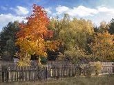 click this thumbnail to see full size