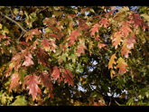 click this thumbnail to see full size