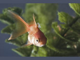 click this thumbnail to see full size