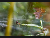 click this thumbnail to see full size