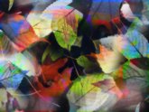 click this thumbnail to see full size