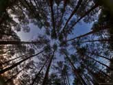click this thumbnail to see full size