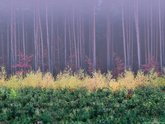 click this thumbnail to see full size