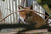 click this thumbnail to see full size