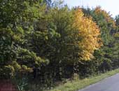 click this thumbnail to see full size