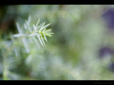 click this thumbnail to see full size
