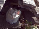 click this thumbnail to see full size
