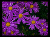 click this thumbnail to see full size