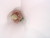click this thumbnail to see full size