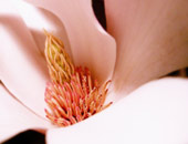 click this thumbnail to see full size