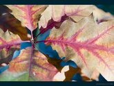 click this thumbnail to see full size