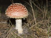 click this thumbnail to see full size