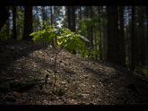 click this thumbnail to see full size