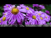 click this thumbnail to see full size