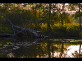 click this thumbnail to see full size
