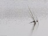 click this thumbnail to see full size