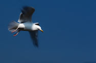 click this thumbnail to see full size
