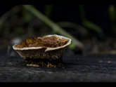 click this thumbnail to see full size