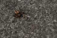 click this thumbnail to see full size