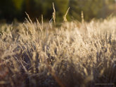 click this thumbnail to see full size