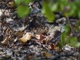 click this thumbnail to see full size