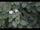 click this thumbnail to see full size