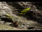 click this thumbnail to see full size