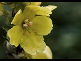 click this thumbnail to see full size